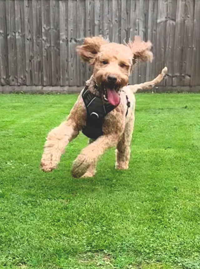 Australian Labradoodle running across the garden lawn