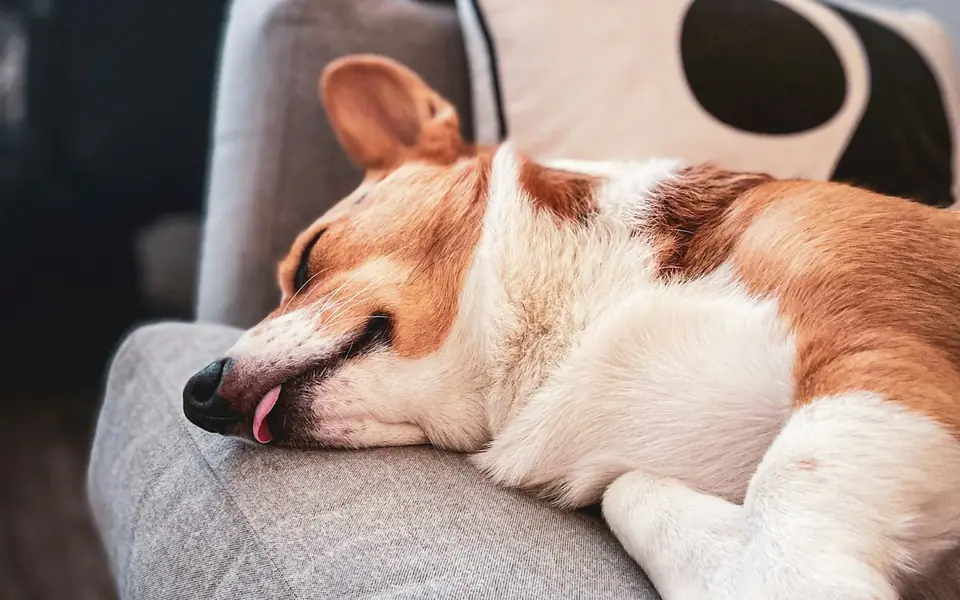 Dog asleep on the sofa during a home boarding stay