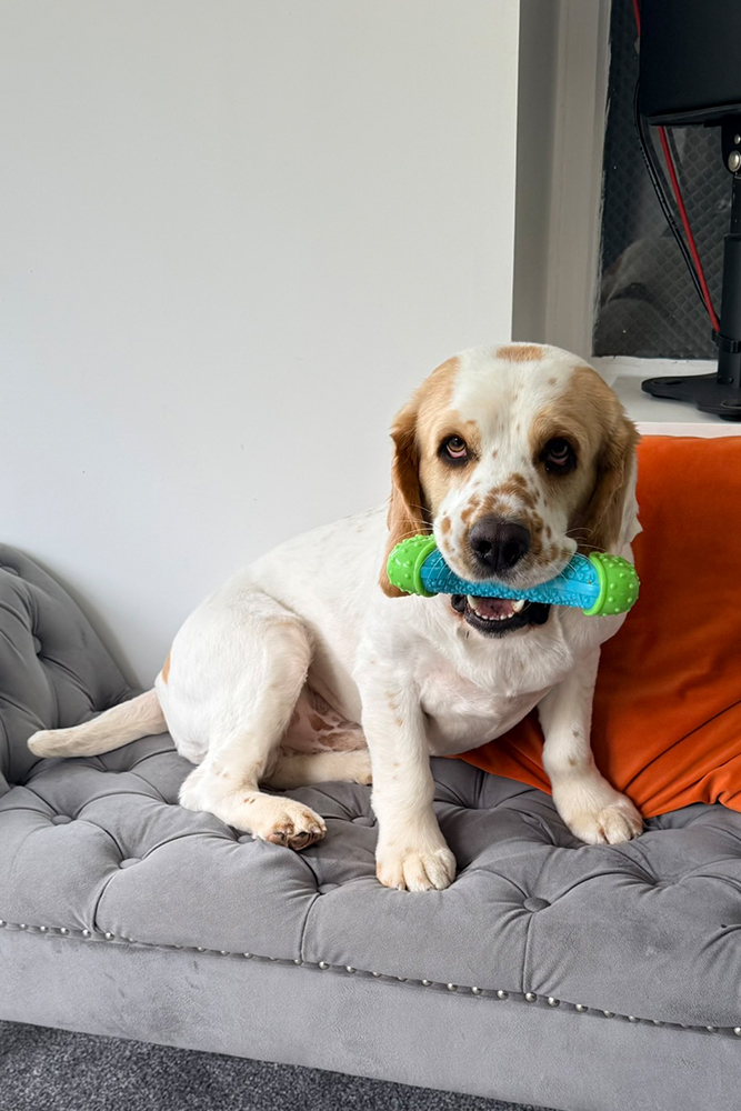 Clumber Spaniel with a chew toy, settled on the sofa during a home boarding stay