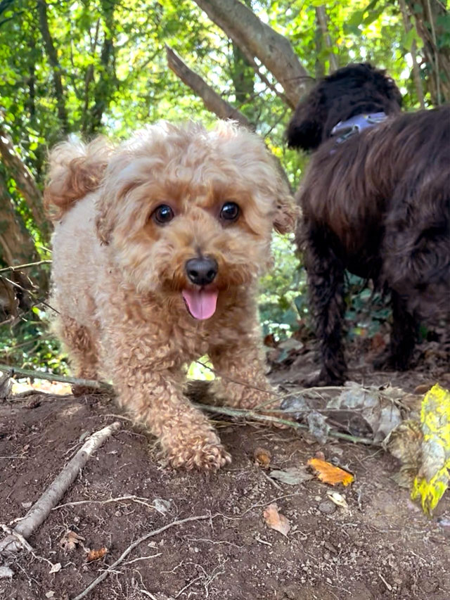 Cockapoo and black spaniel on a woodland walk near Plympton