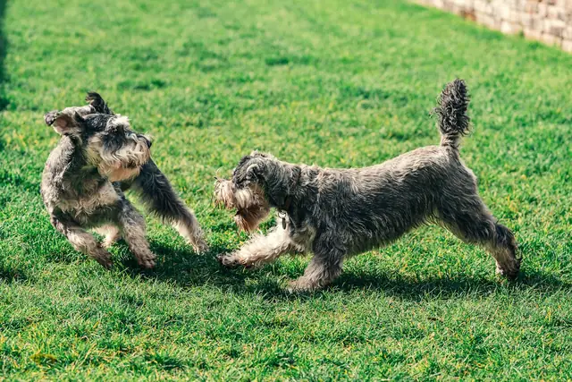 Two schnauzers playing together on the grass