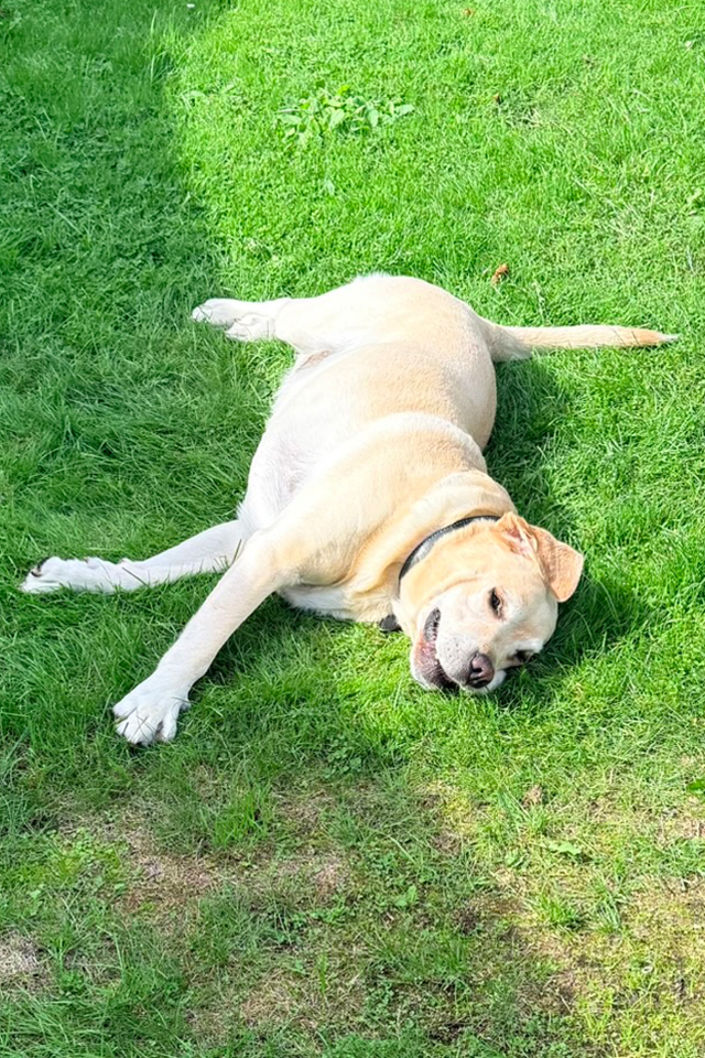 Yellow Labrador rolling on the grass in the garden