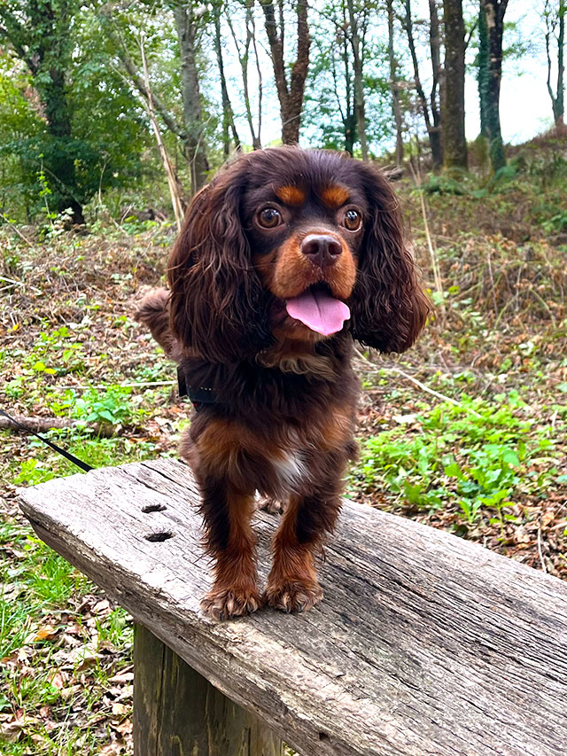 Cavalier spaniel posing on a log during a Plym Valley woodland walk