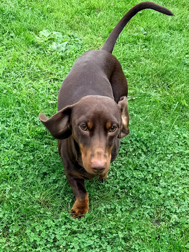 Chocolate dachshund trotting across the grass in the garden