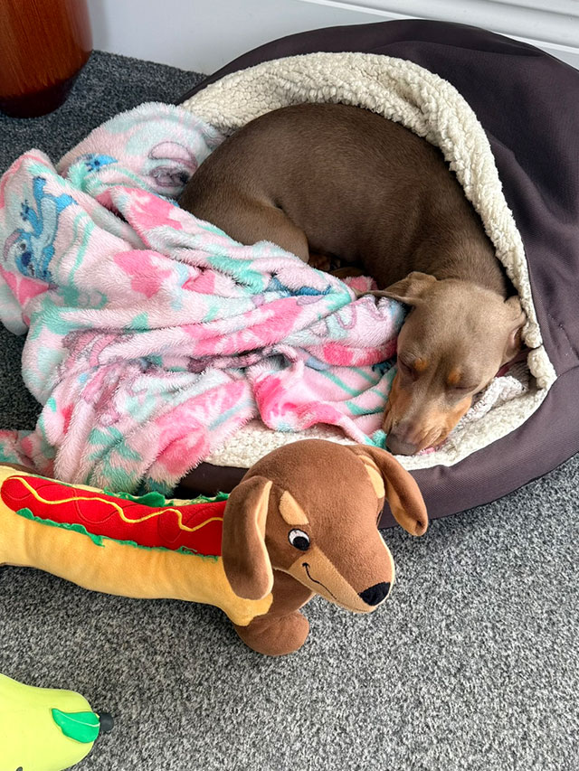Dachshund curled up asleep in a snug bed with a blanket