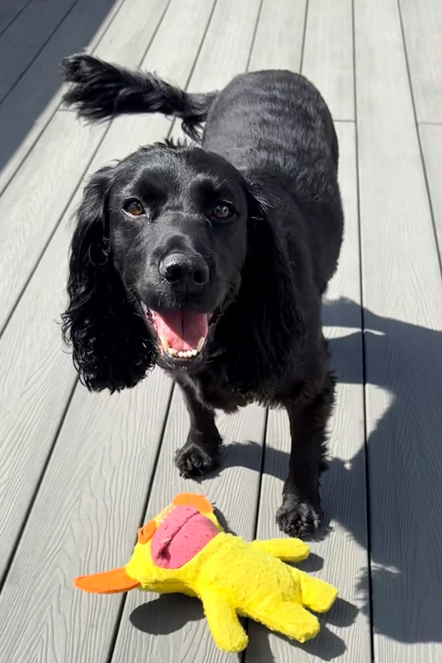 Black cocker spaniel grinning beside a yellow duck toy on the decking